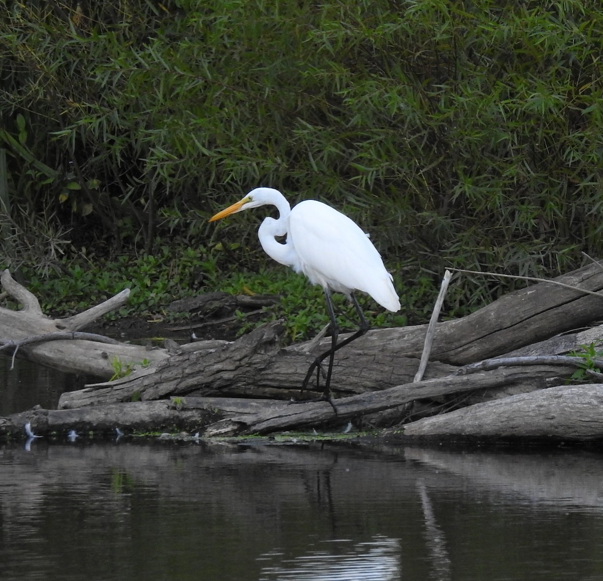 Great Egret - ML641463900