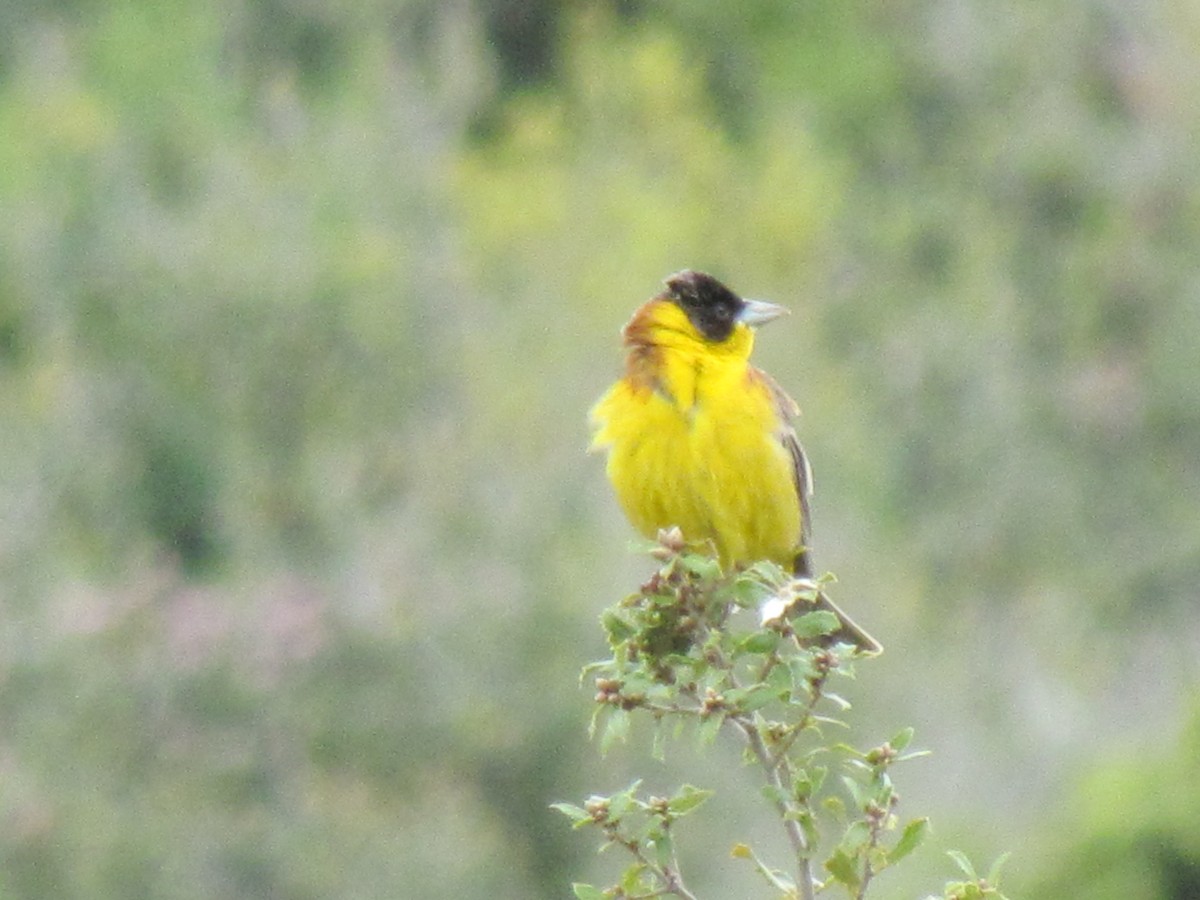 Black-headed Bunting - ML641463909