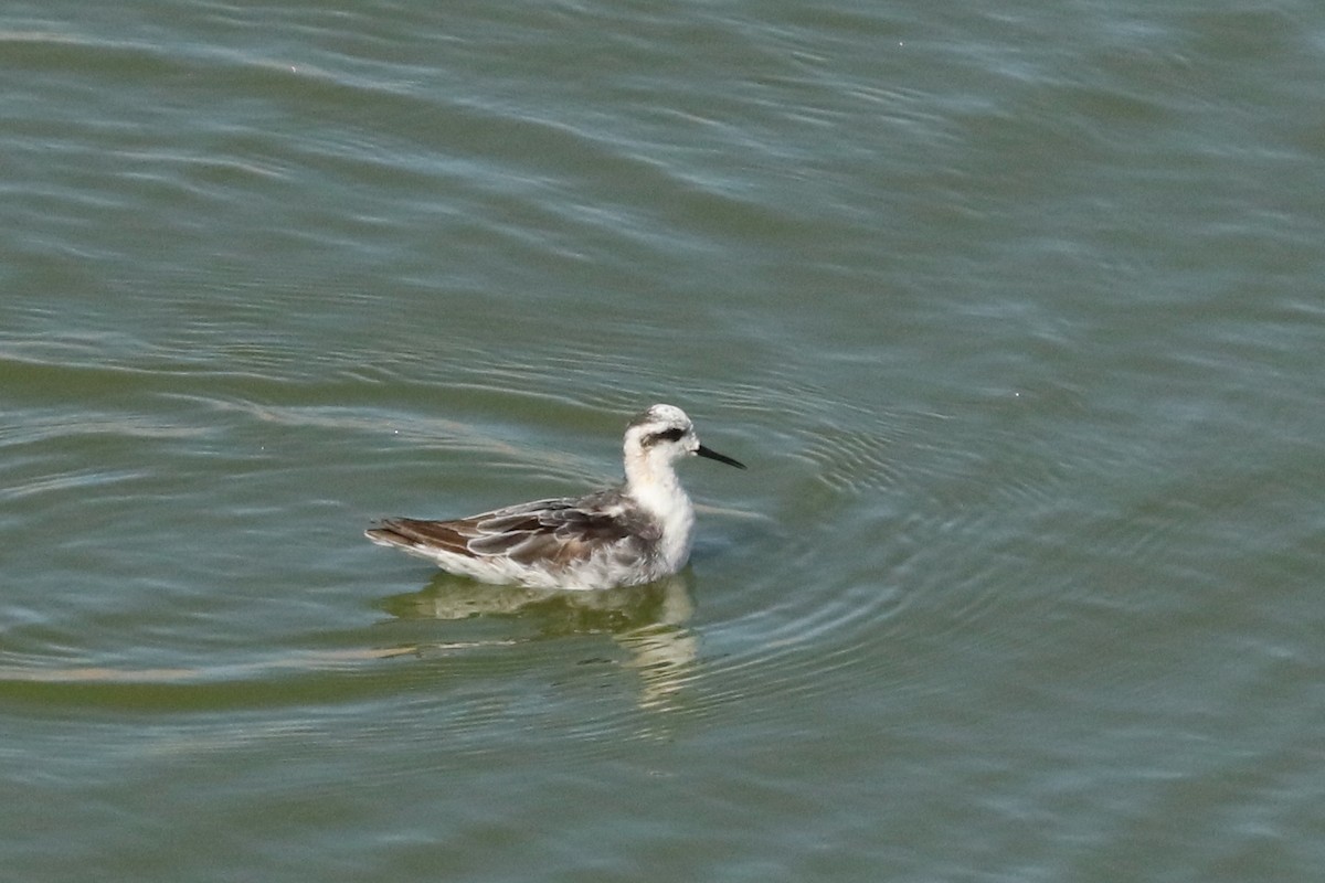 svømmesnipe - ML641463947