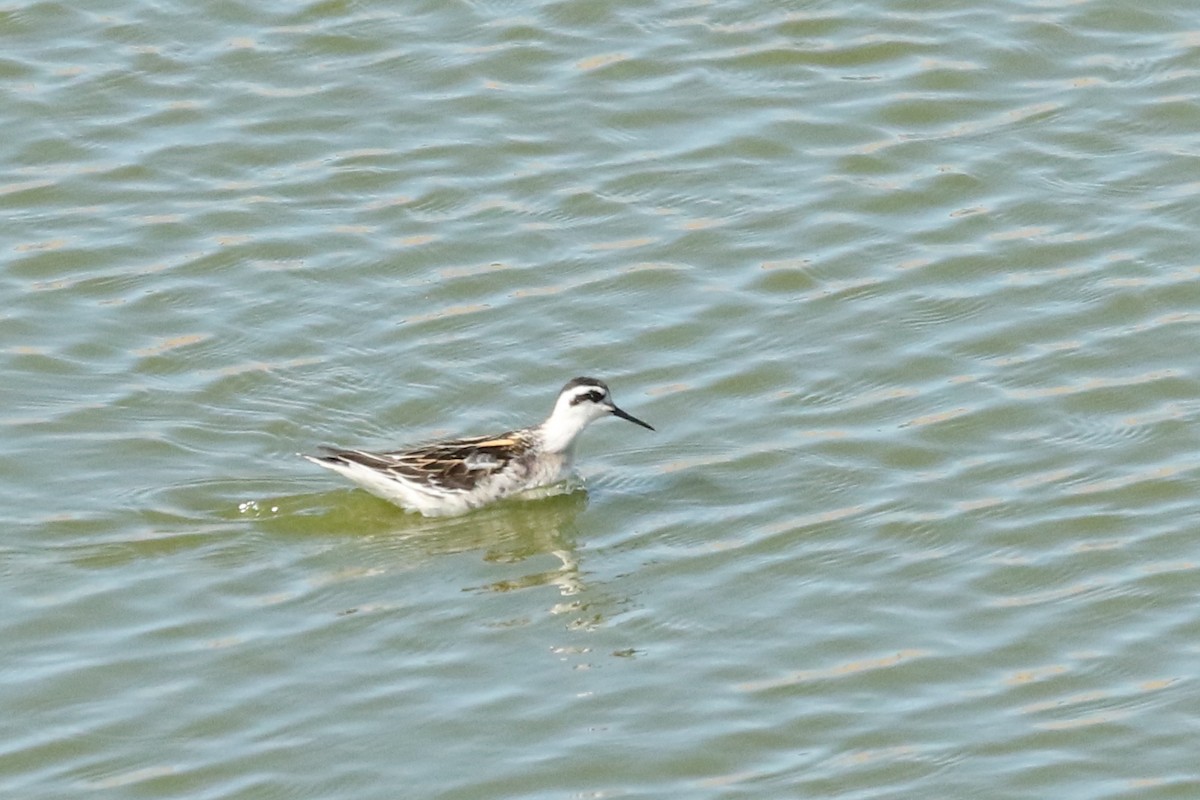 svømmesnipe - ML641463948