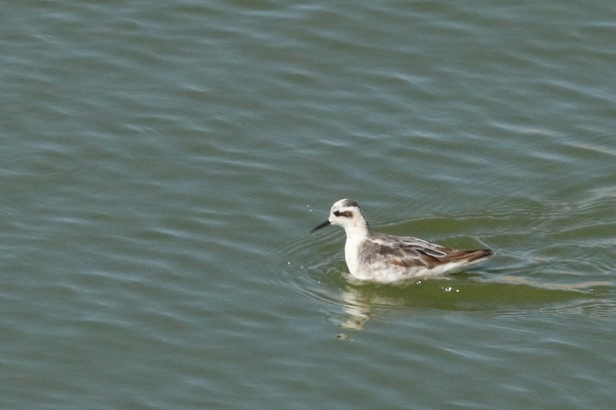 svømmesnipe - ML641463949