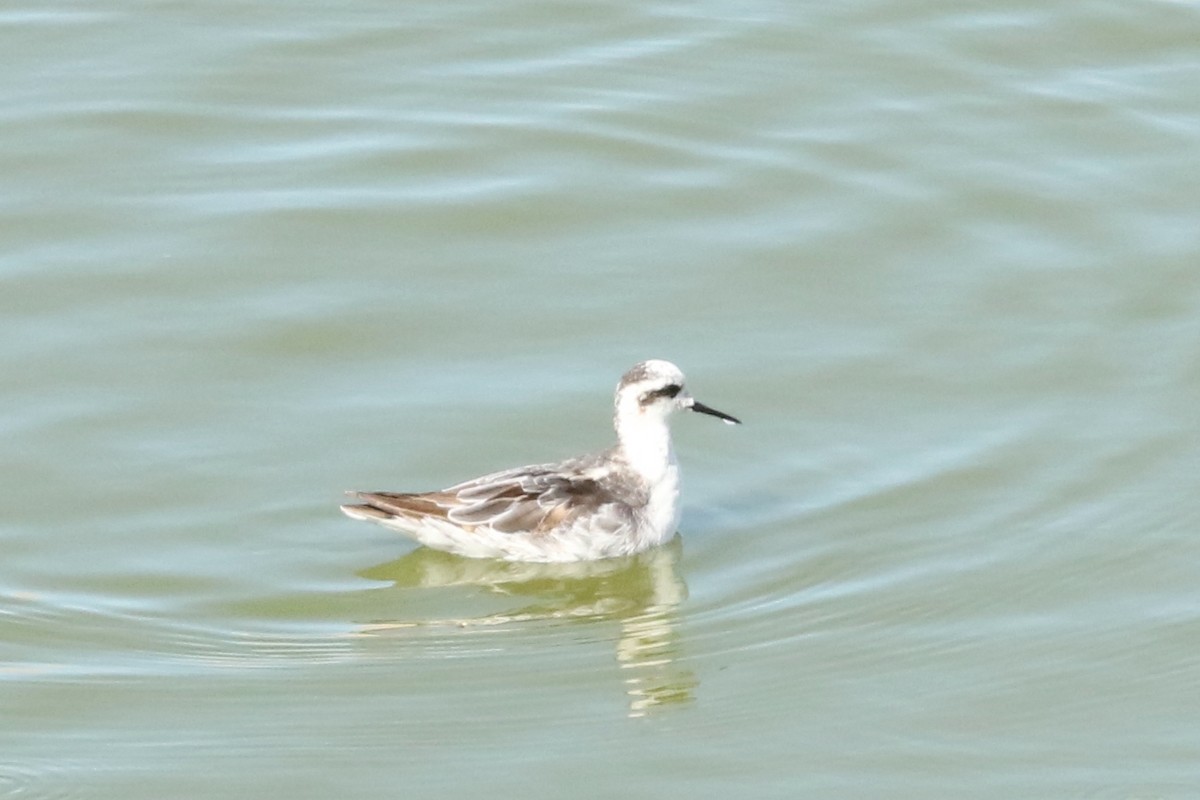 svømmesnipe - ML641463950
