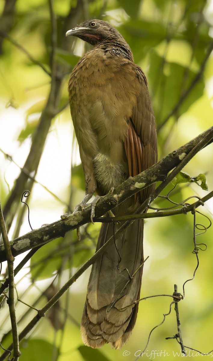 Gray-headed Chachalaca - ML641463960