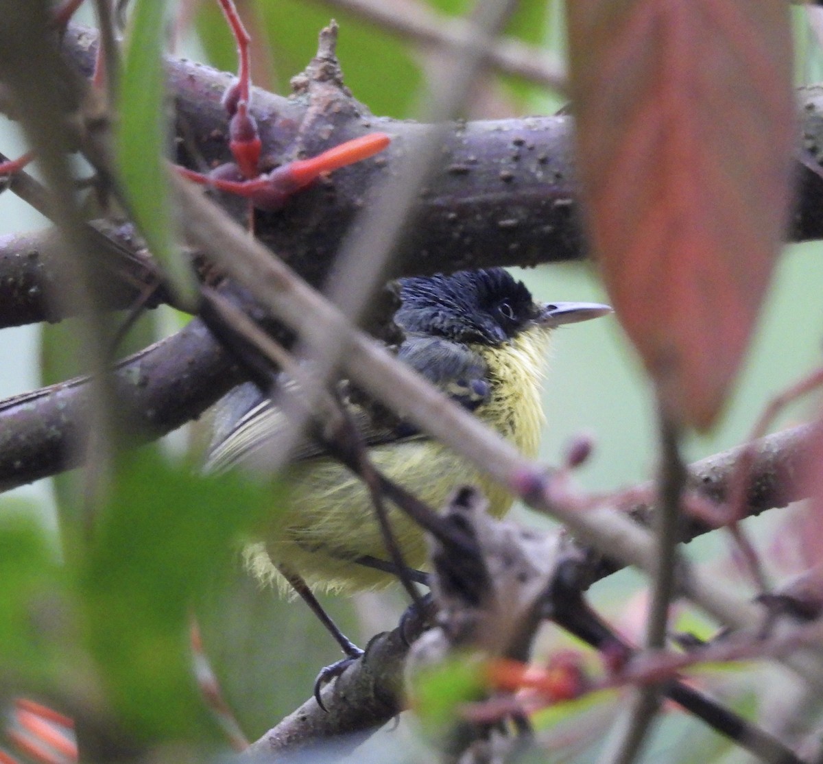 Common Tody-Flycatcher - ML641463964