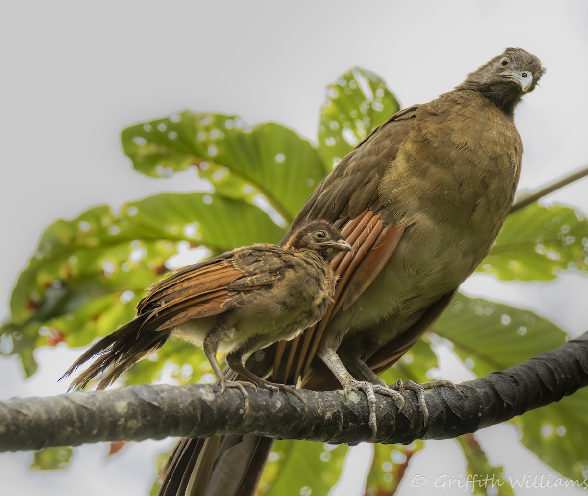 Gray-headed Chachalaca - ML641463968