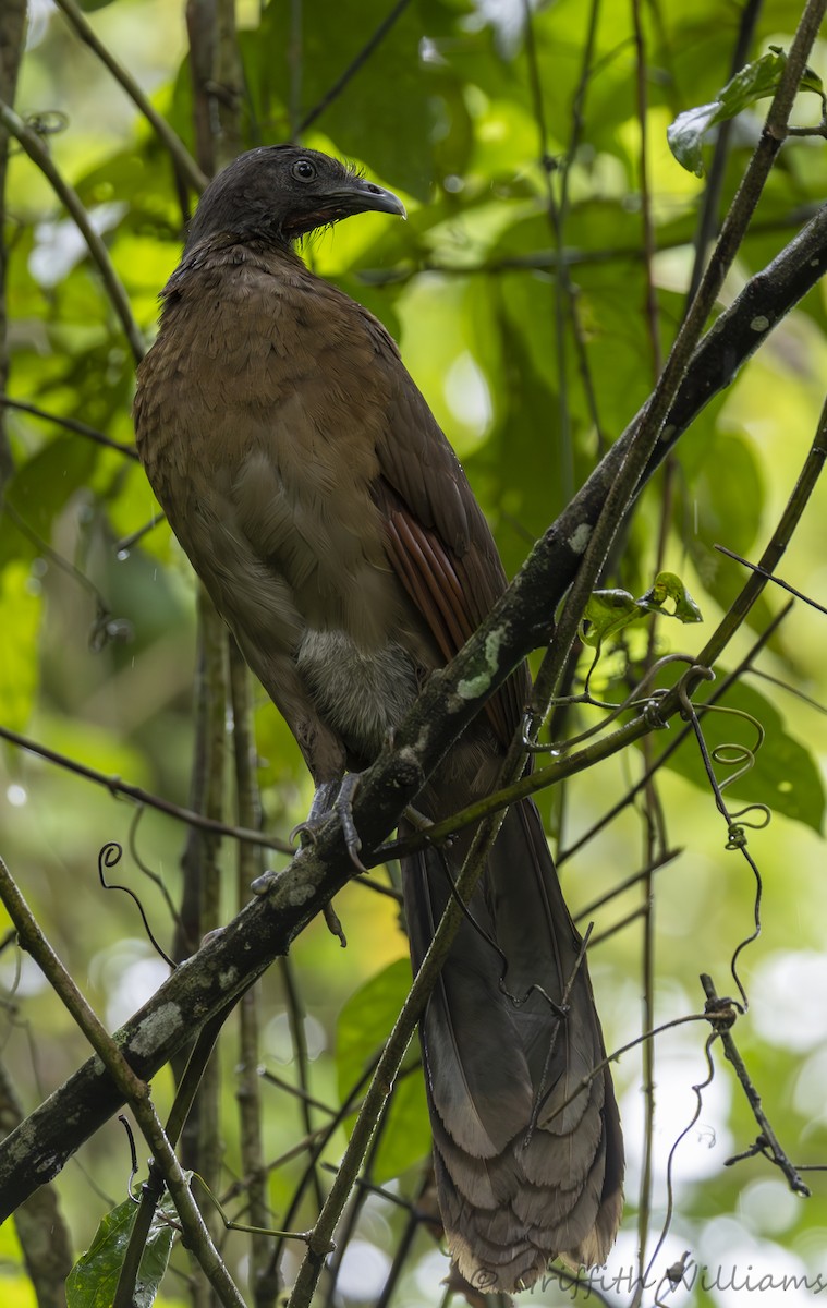 Gray-headed Chachalaca - ML641463972