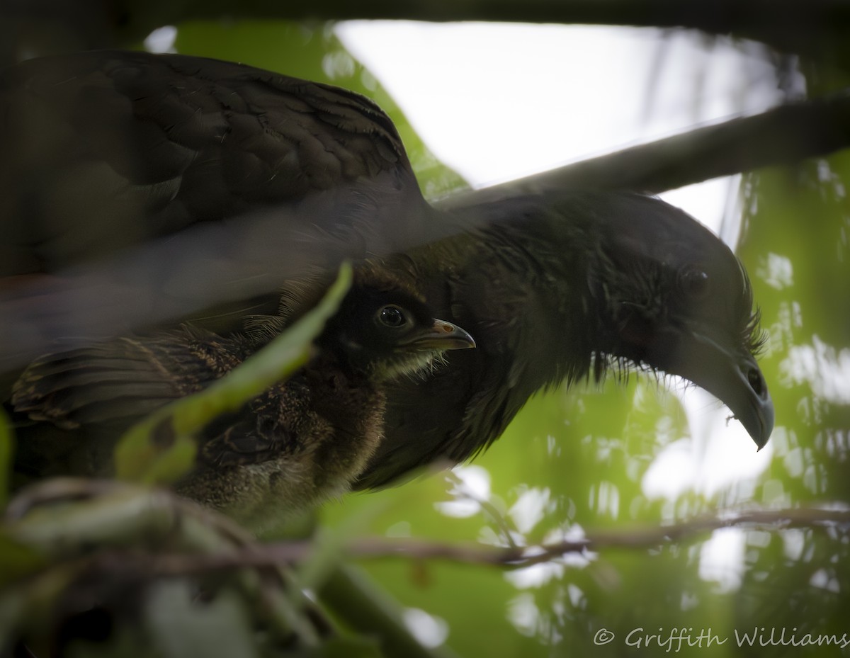 Gray-headed Chachalaca - ML641463974