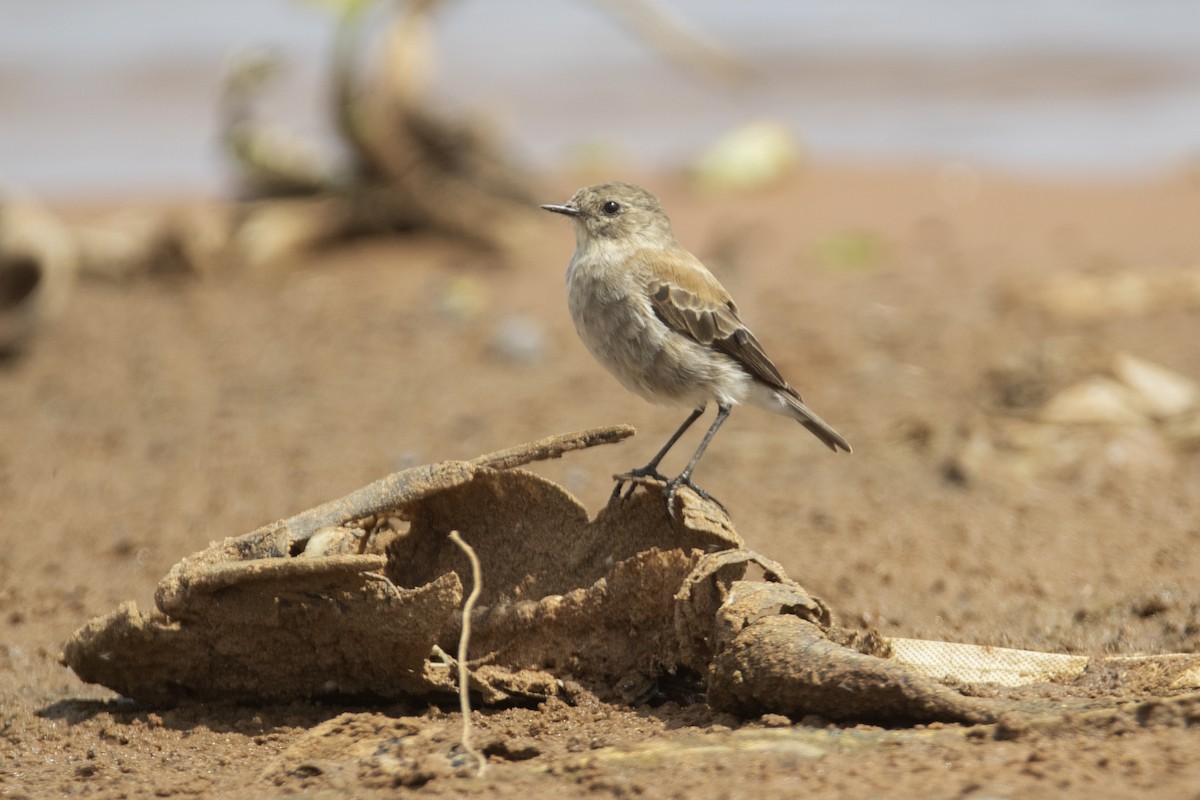 Austral Negrito - ML641463975