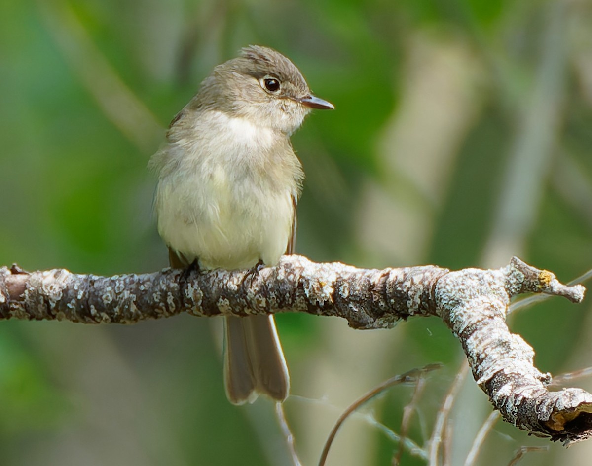 Eastern Wood-Pewee - ML641463989