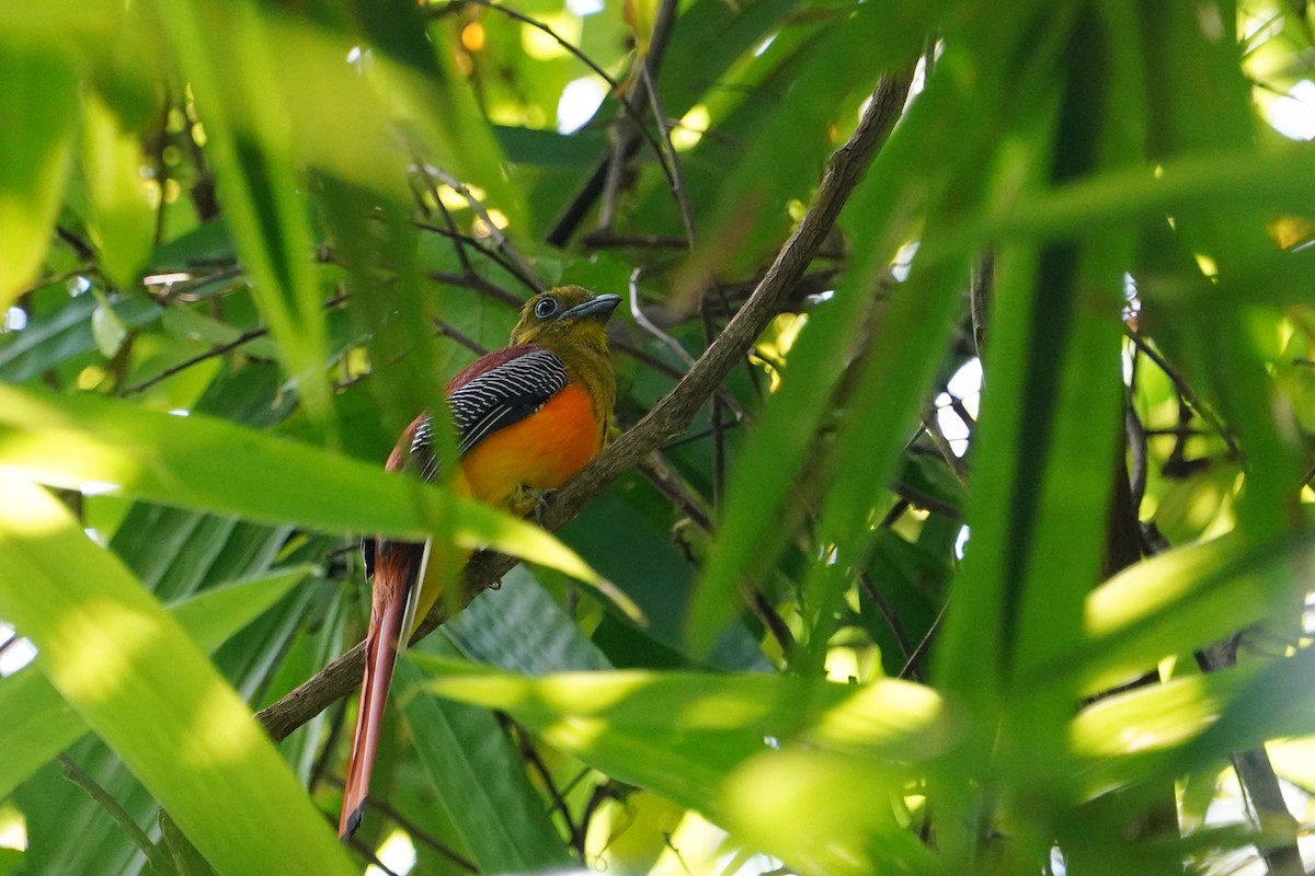 Orange-breasted Trogon - ML641463995