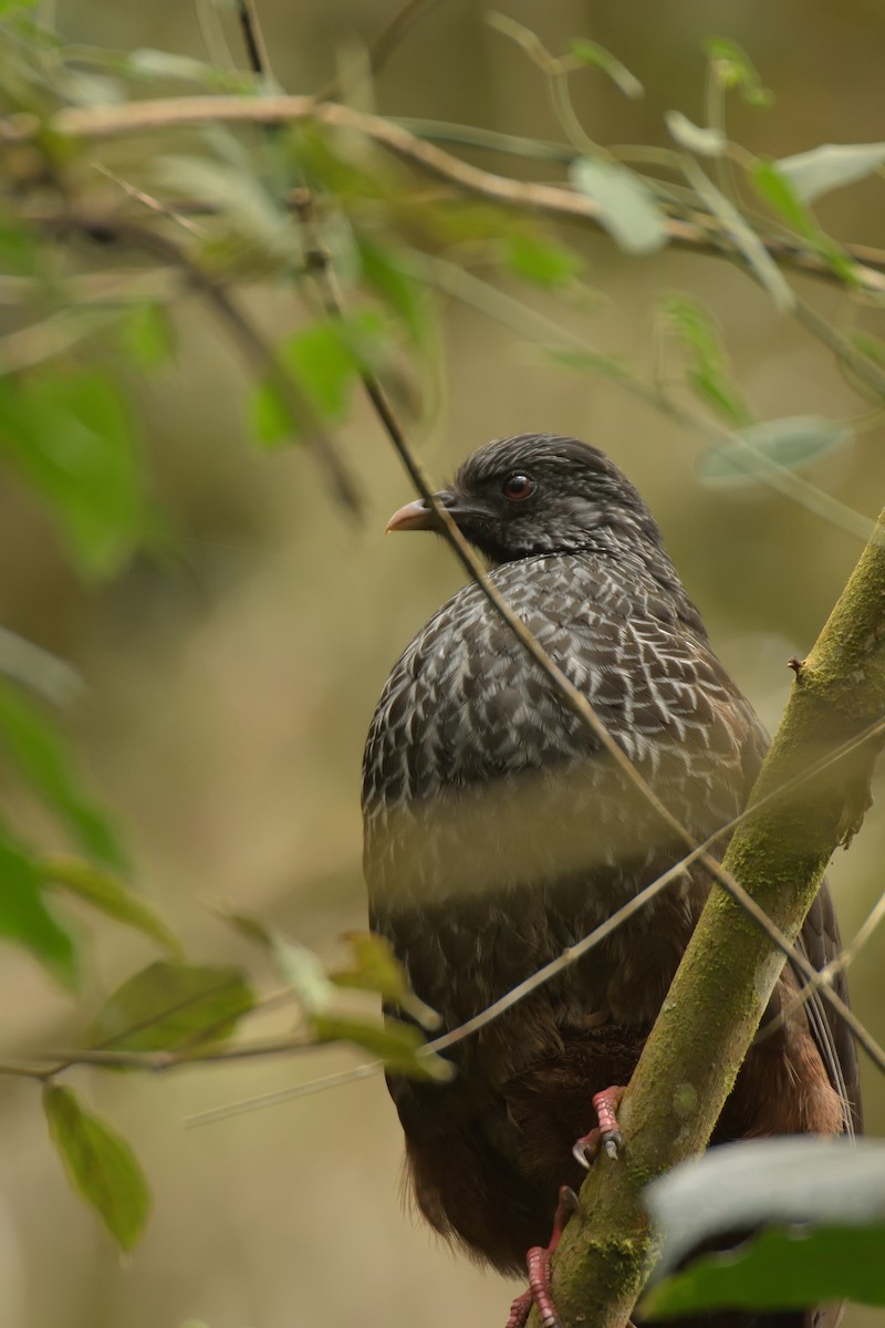 Andean Guan - ML641464018