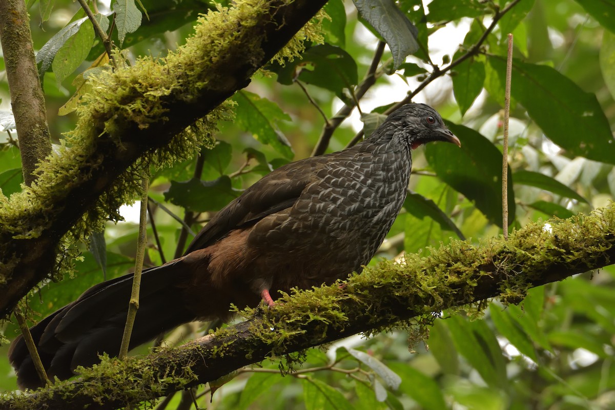 Andean Guan - ML641464022