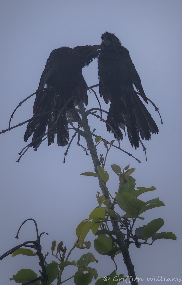 Groove-billed Ani - ML641464028