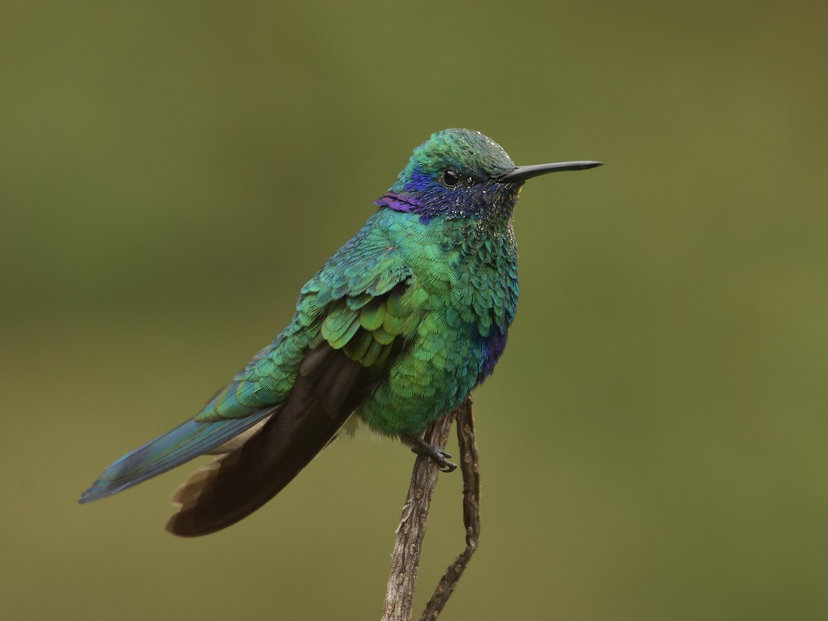 Colibri d'Anaïs - ML641464032