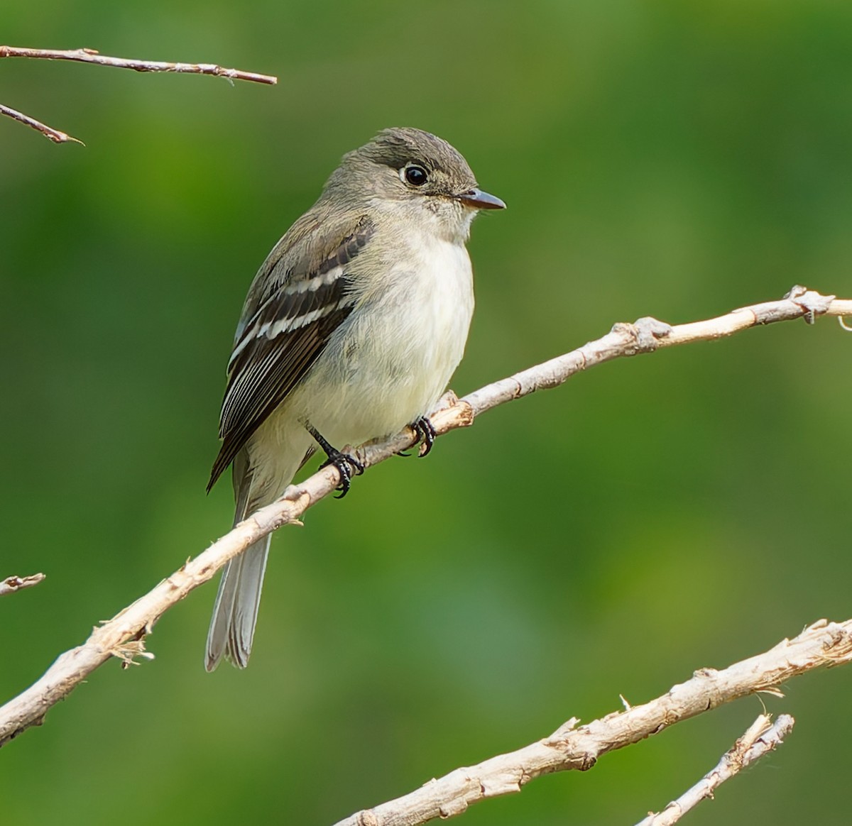 Eastern Wood-Pewee - ML641464037