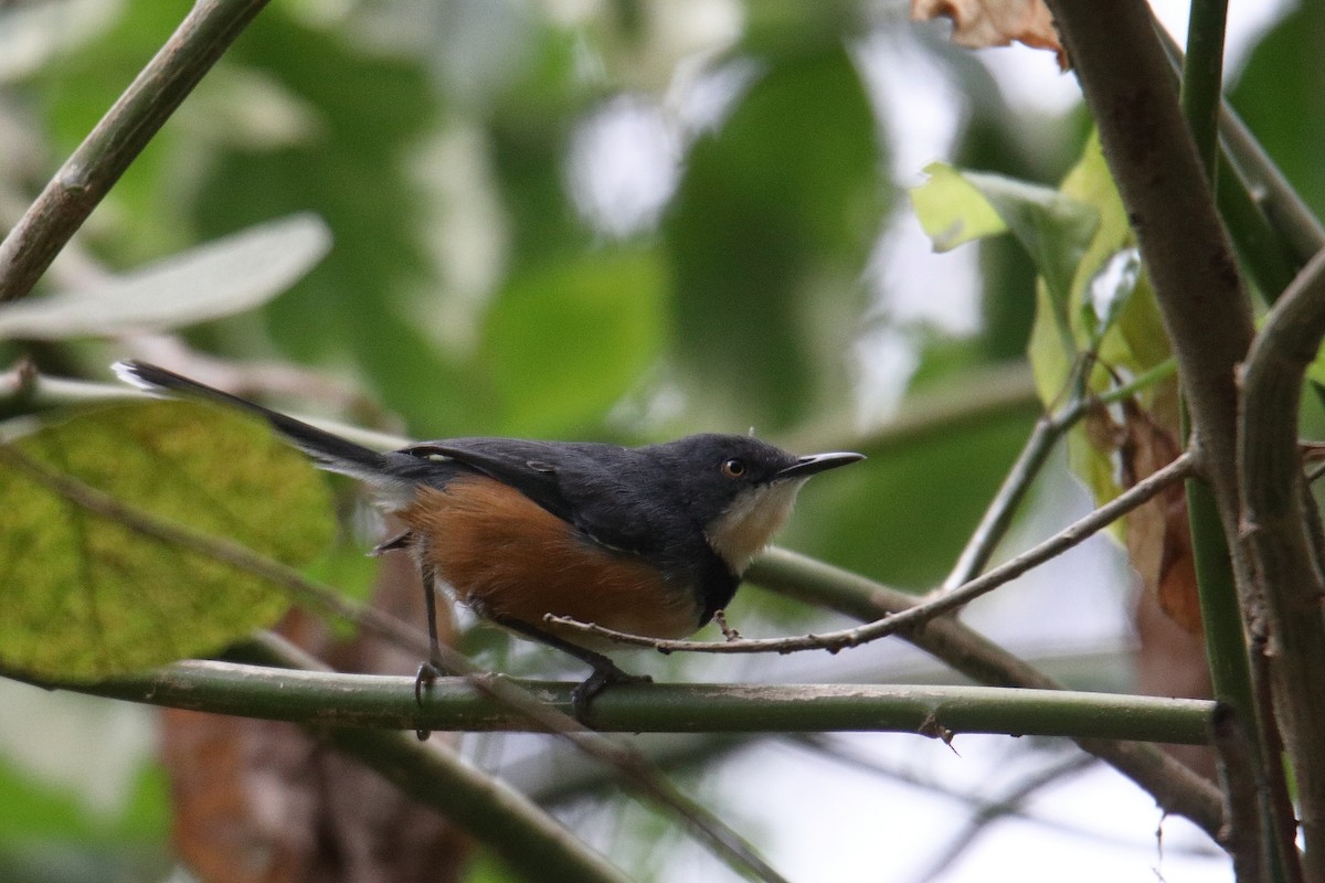 Apalis à col noir - ML641464038