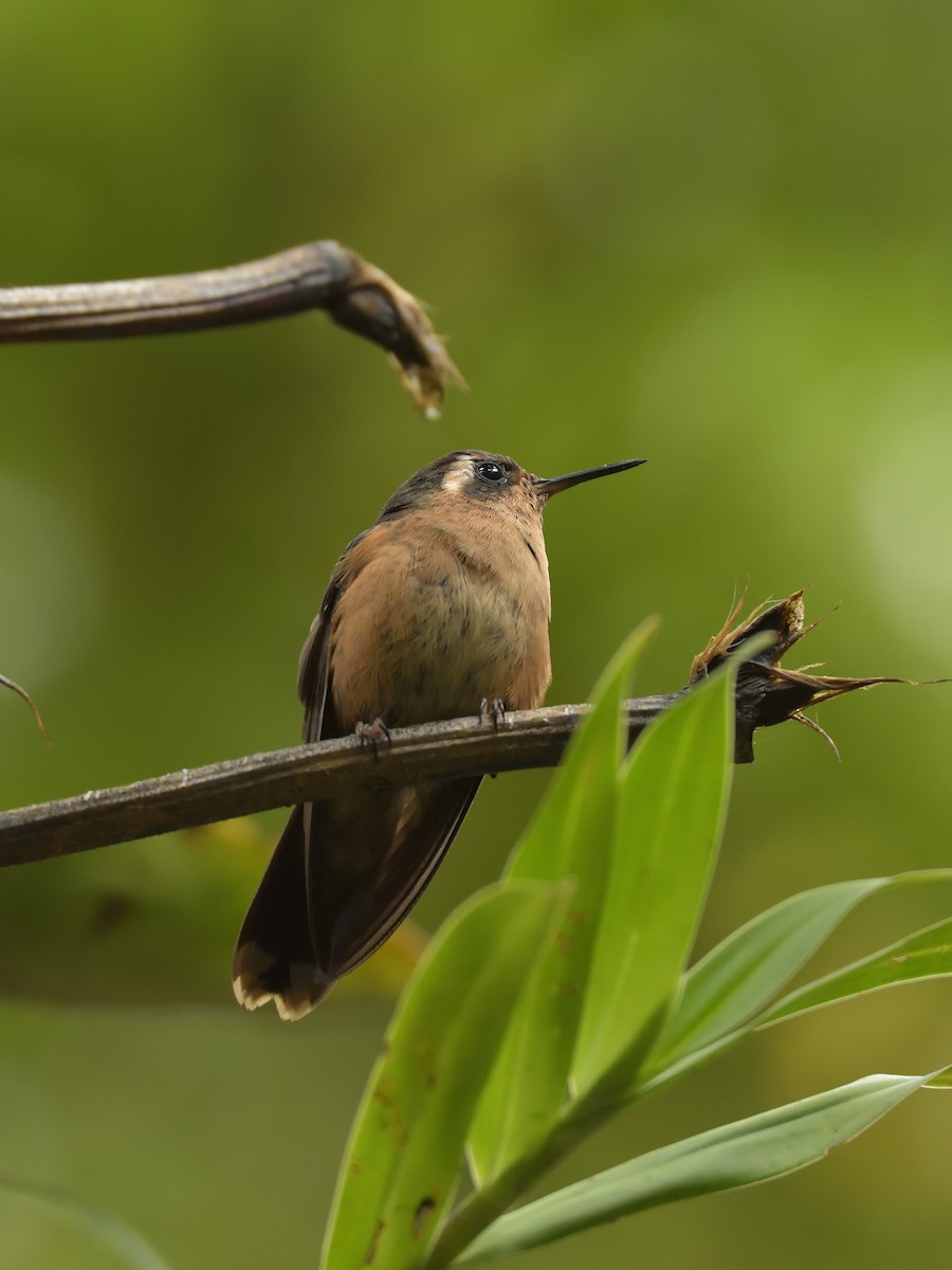 Colibri moucheté - ML641464040