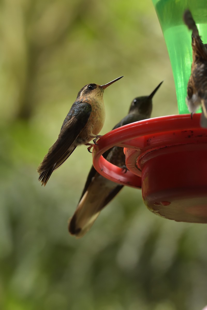 Colibri moucheté - ML641464042