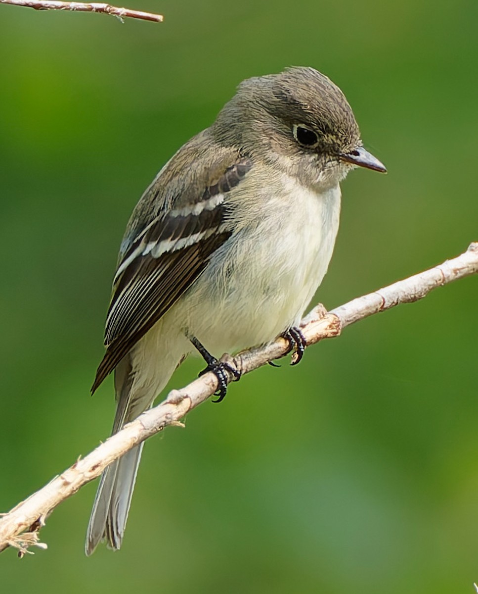 Eastern Wood-Pewee - ML641464046