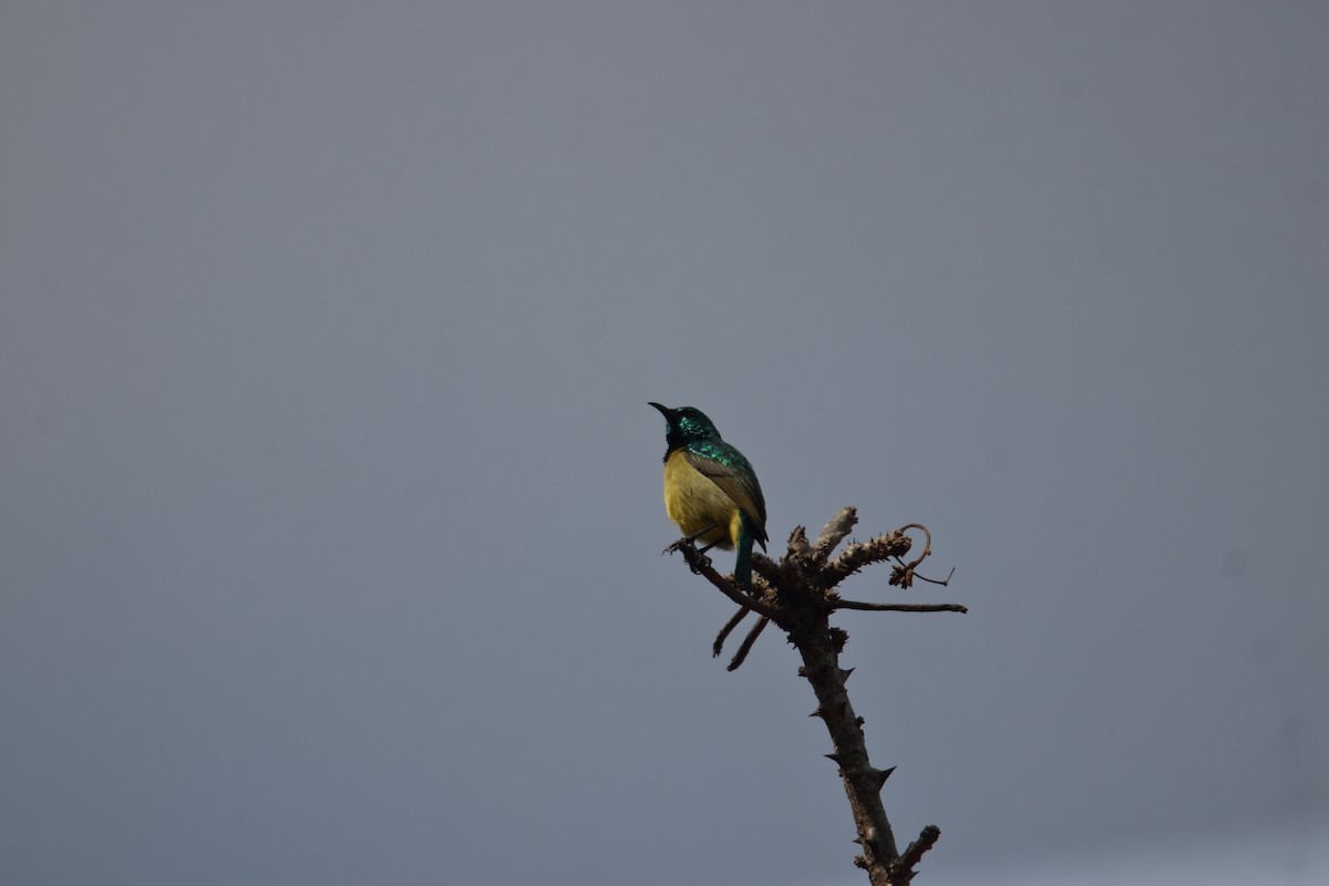 Collared Sunbird - ML641464048