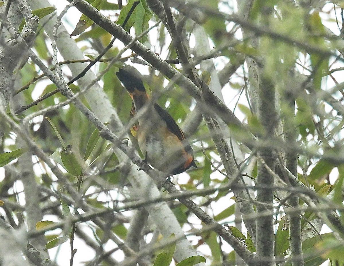 American Redstart - ML641464076