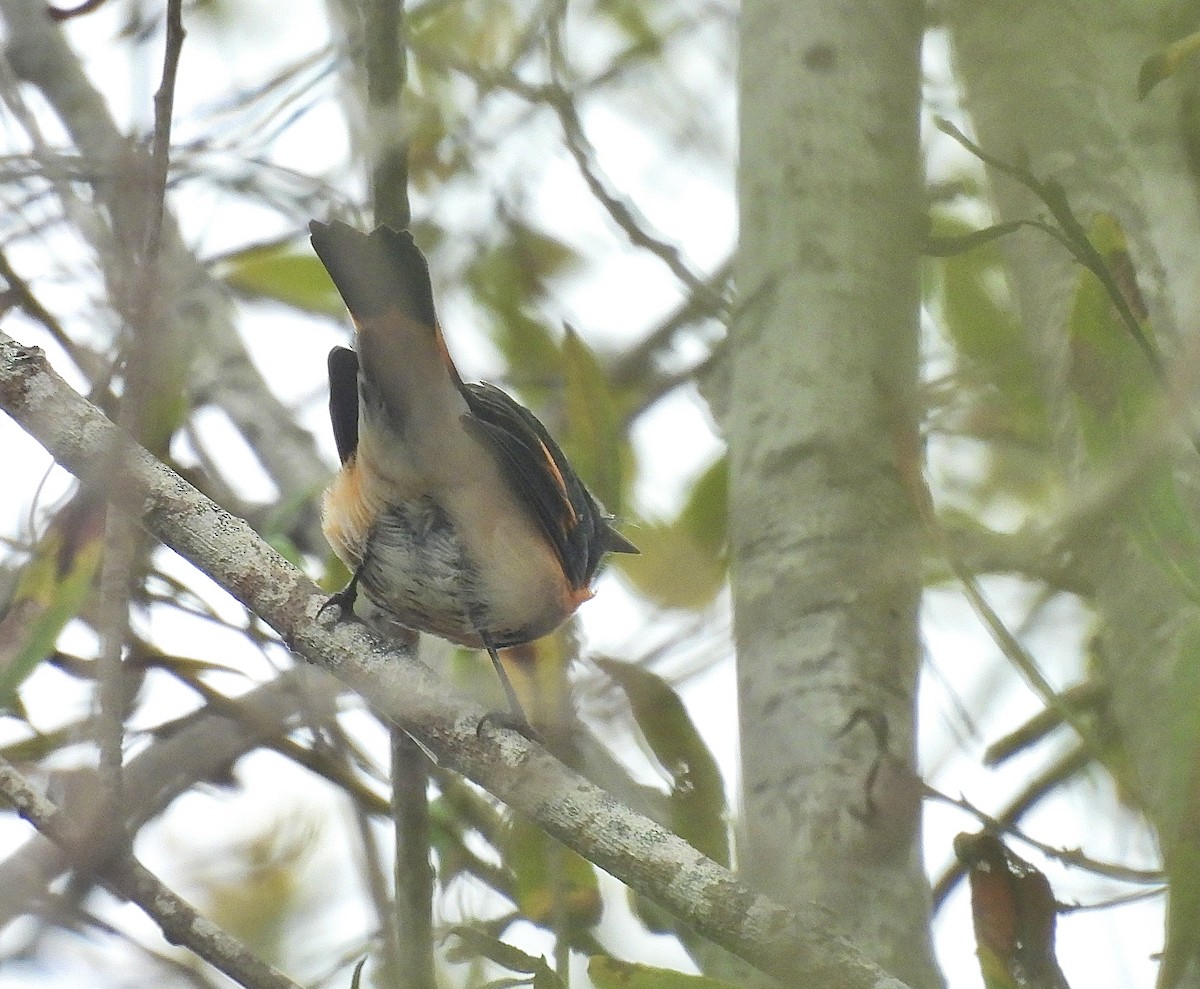 American Redstart - ML641464077