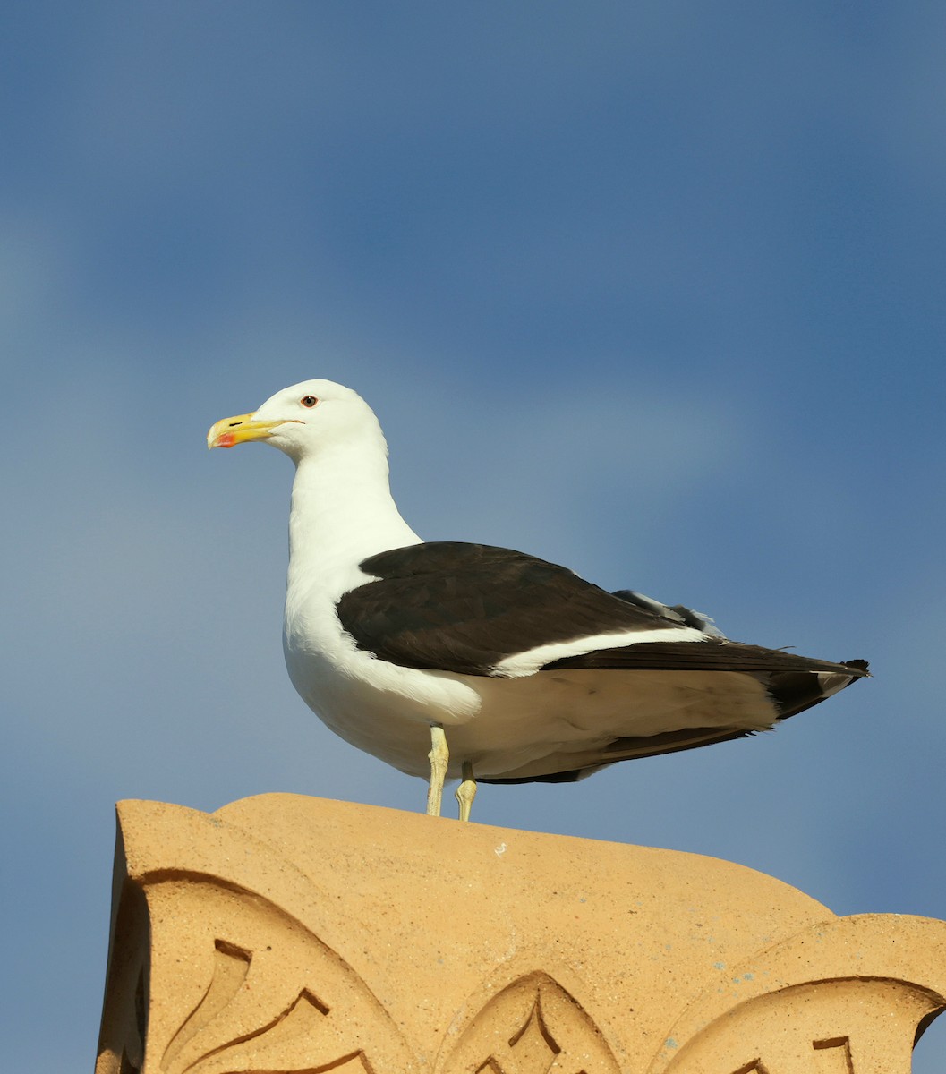 Kelp Gull - ML641464086