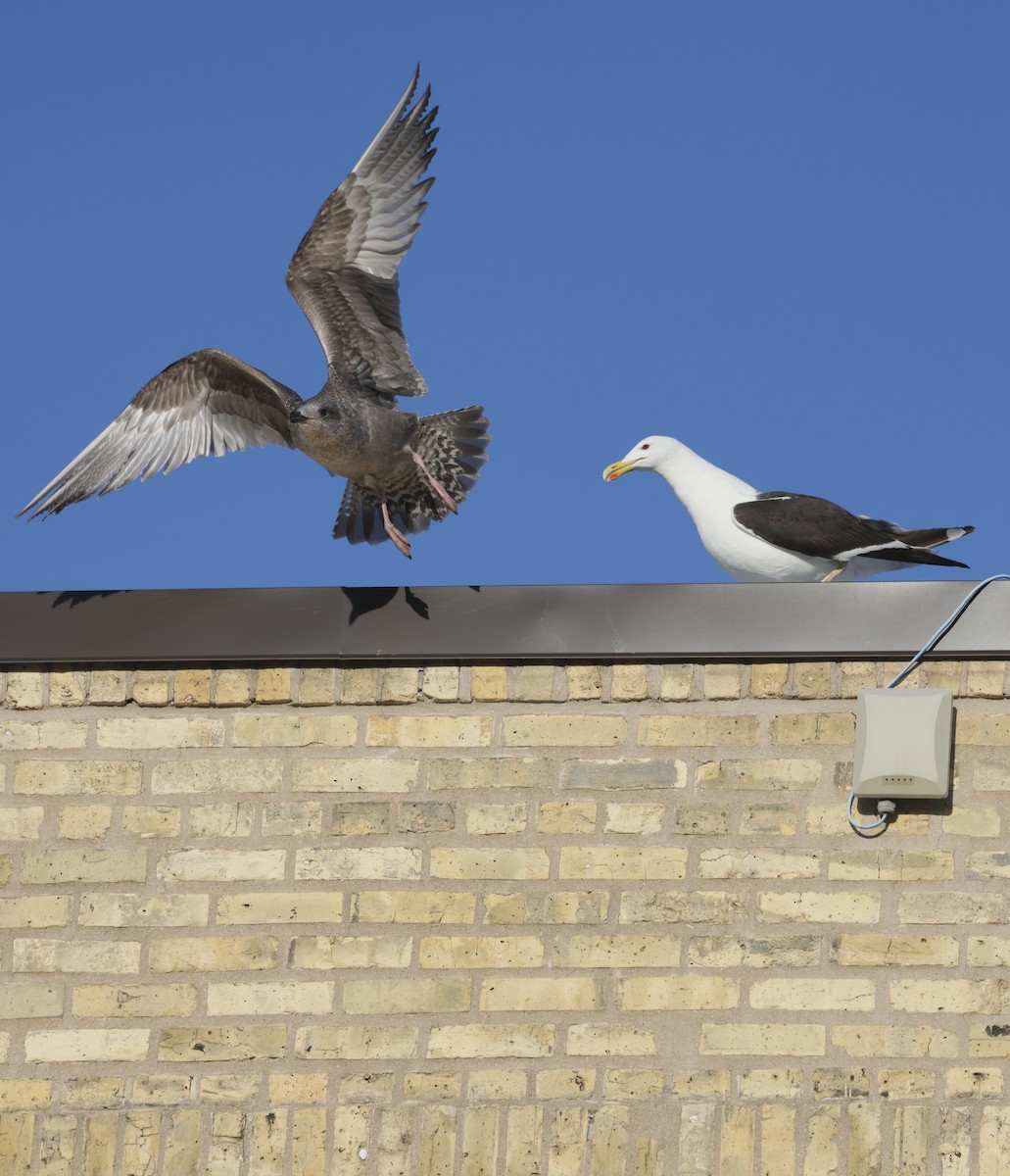 Kelp Gull - ML641464106