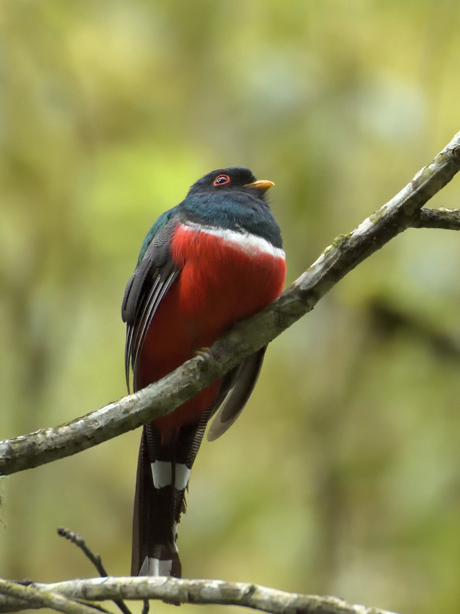 Trogon masqué - ML641464107