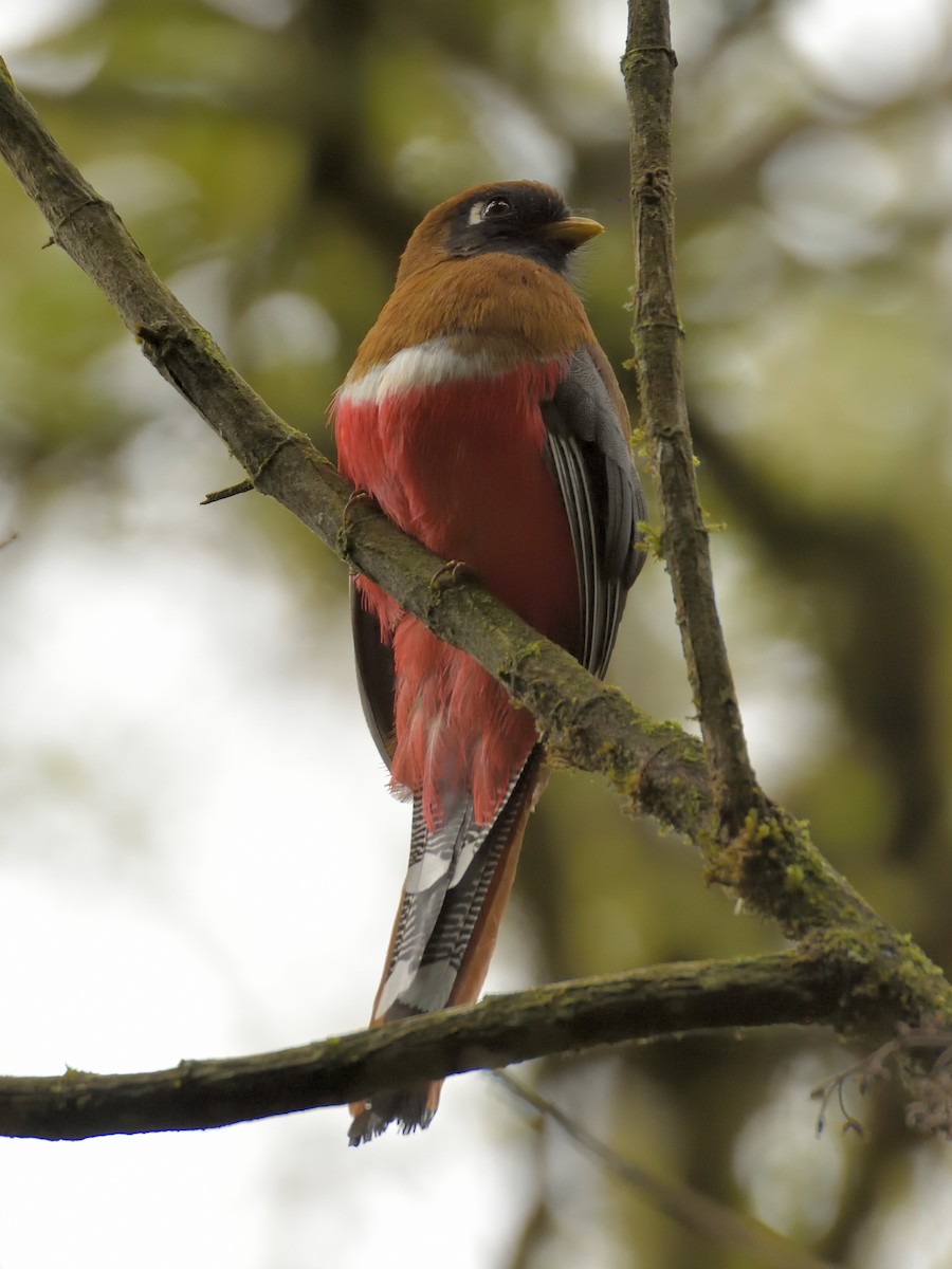 Trogon masqué - ML641464108