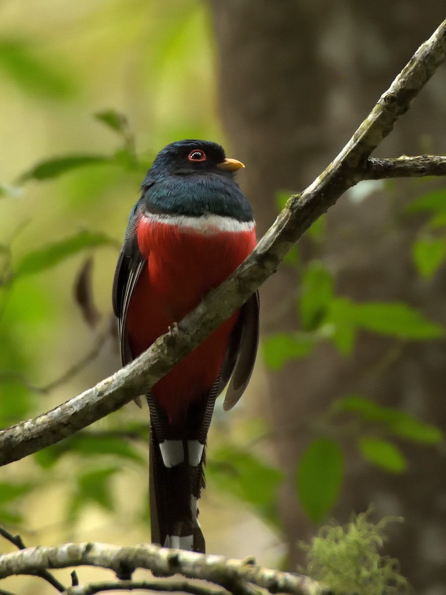 Trogon masqué - ML641464109
