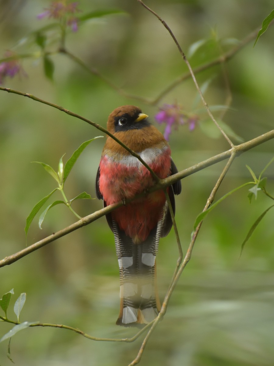 Trogon masqué - ML641464110