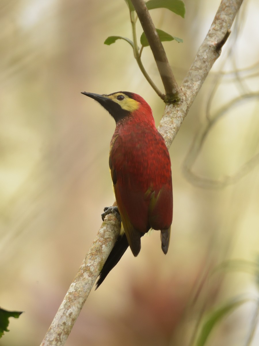 Crimson-mantled Woodpecker - ML641464119