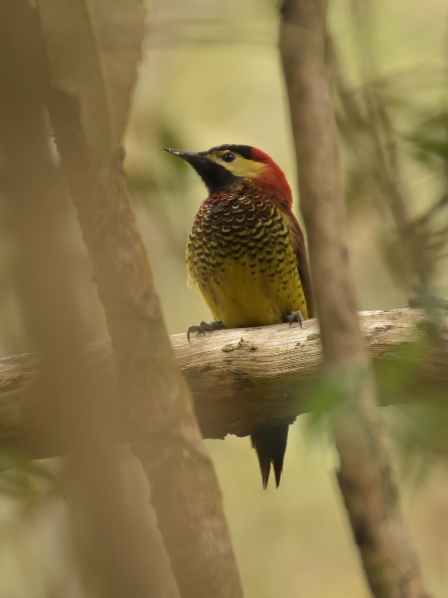 Crimson-mantled Woodpecker - ML641464120
