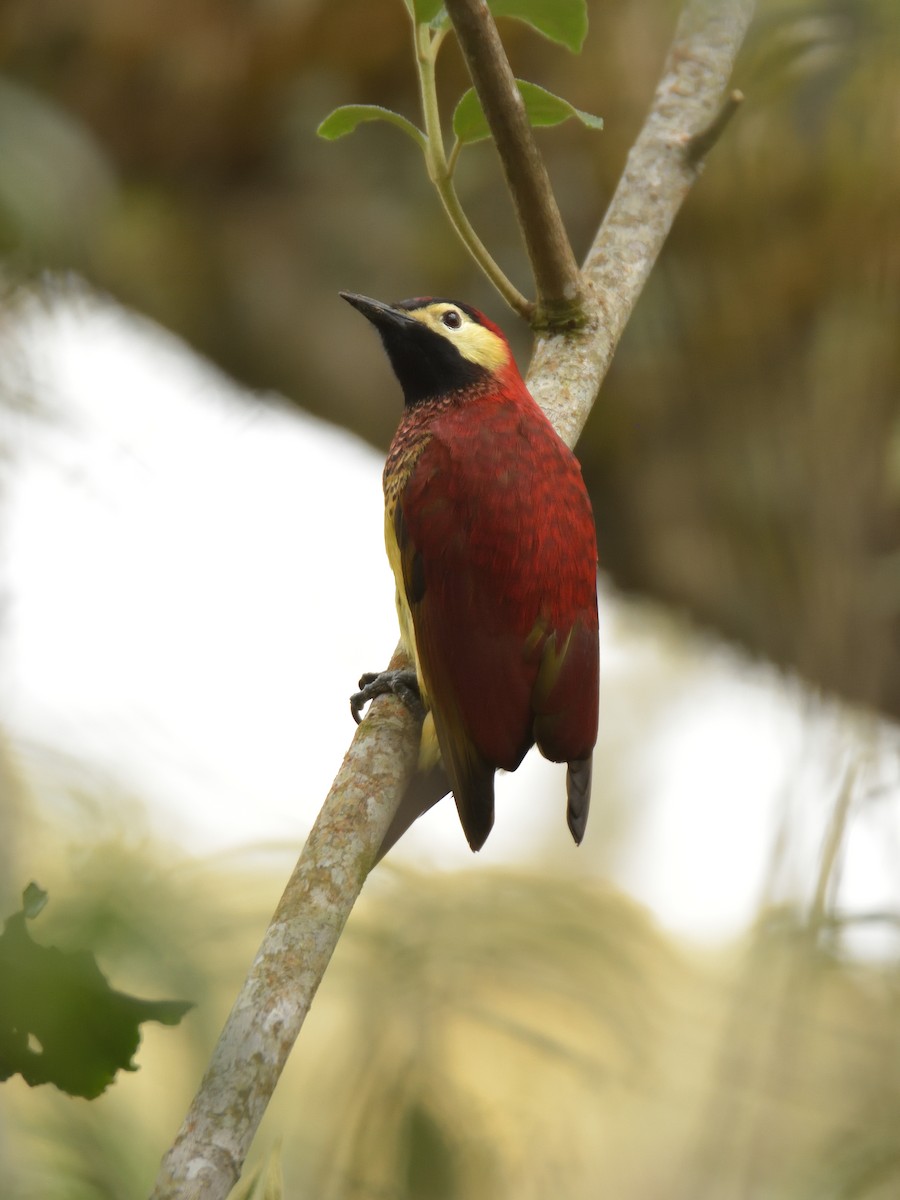 Crimson-mantled Woodpecker - ML641464121