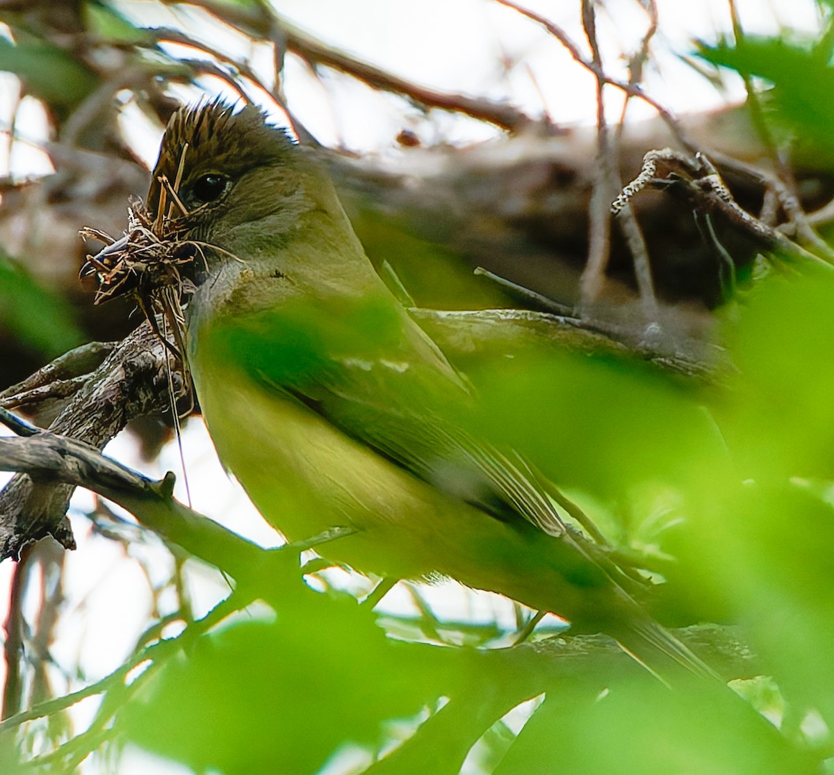 Great Crested Flycatcher - ML641464127