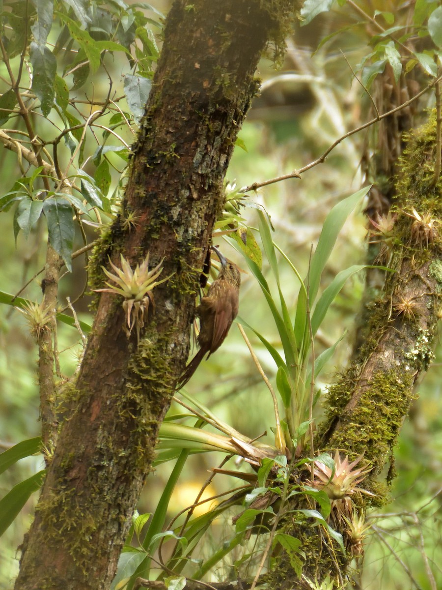 Strong-billed Woodcreeper (Andean/Northern) - ML641464132