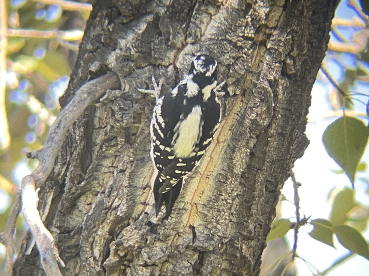 Downy Woodpecker - ML641464136