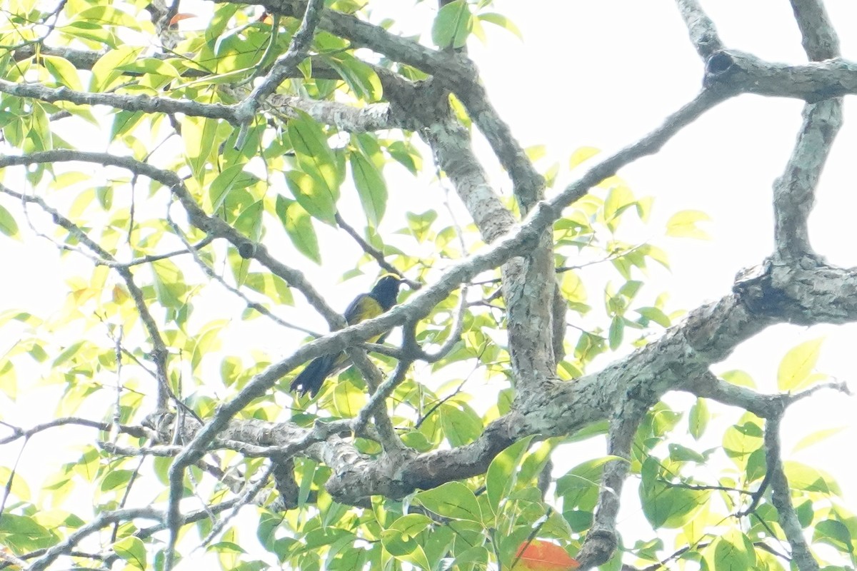 Sultan Tit - ML641464149