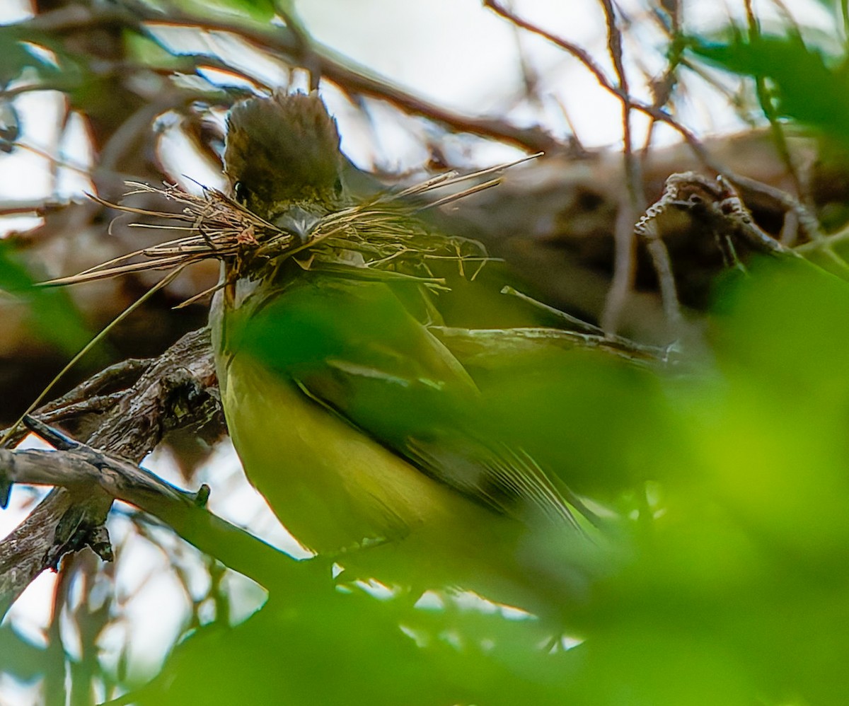 Great Crested Flycatcher - ML641464150