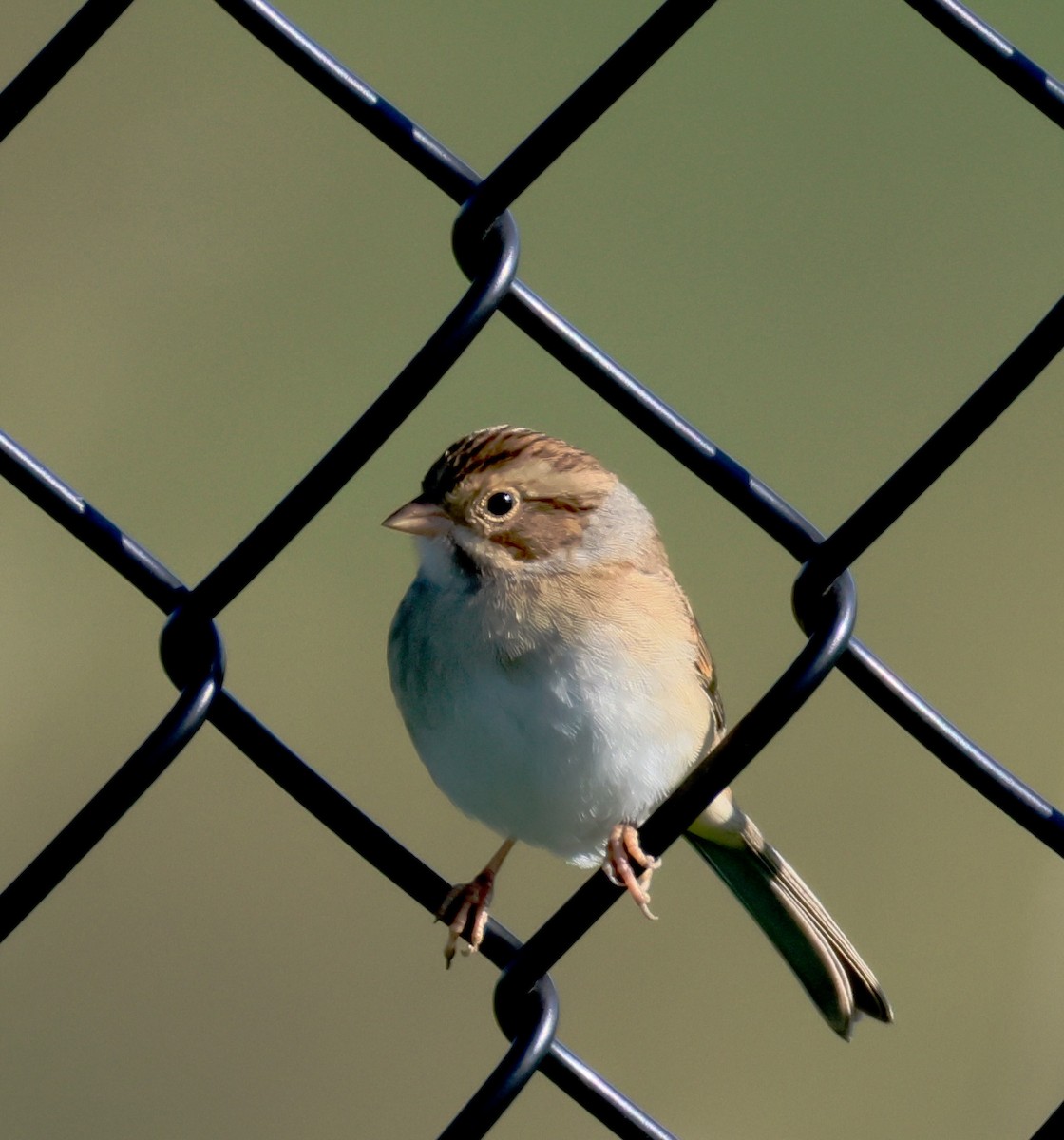 Clay-colored Sparrow - ML641464151