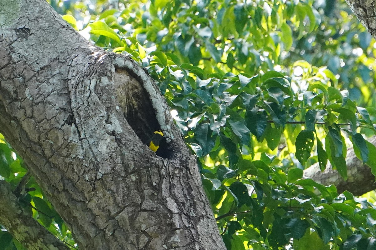 Sultan Tit - ML641464152