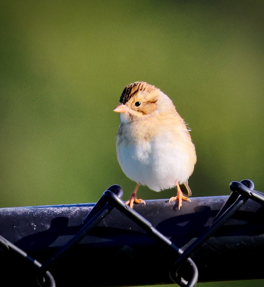 Clay-colored Sparrow - ML641464167