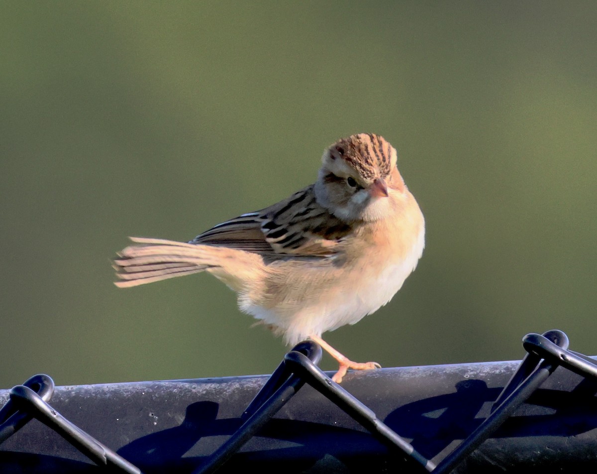 Clay-colored Sparrow - ML641464168