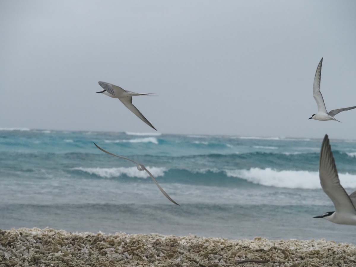 Gray-backed Tern - ML641464179