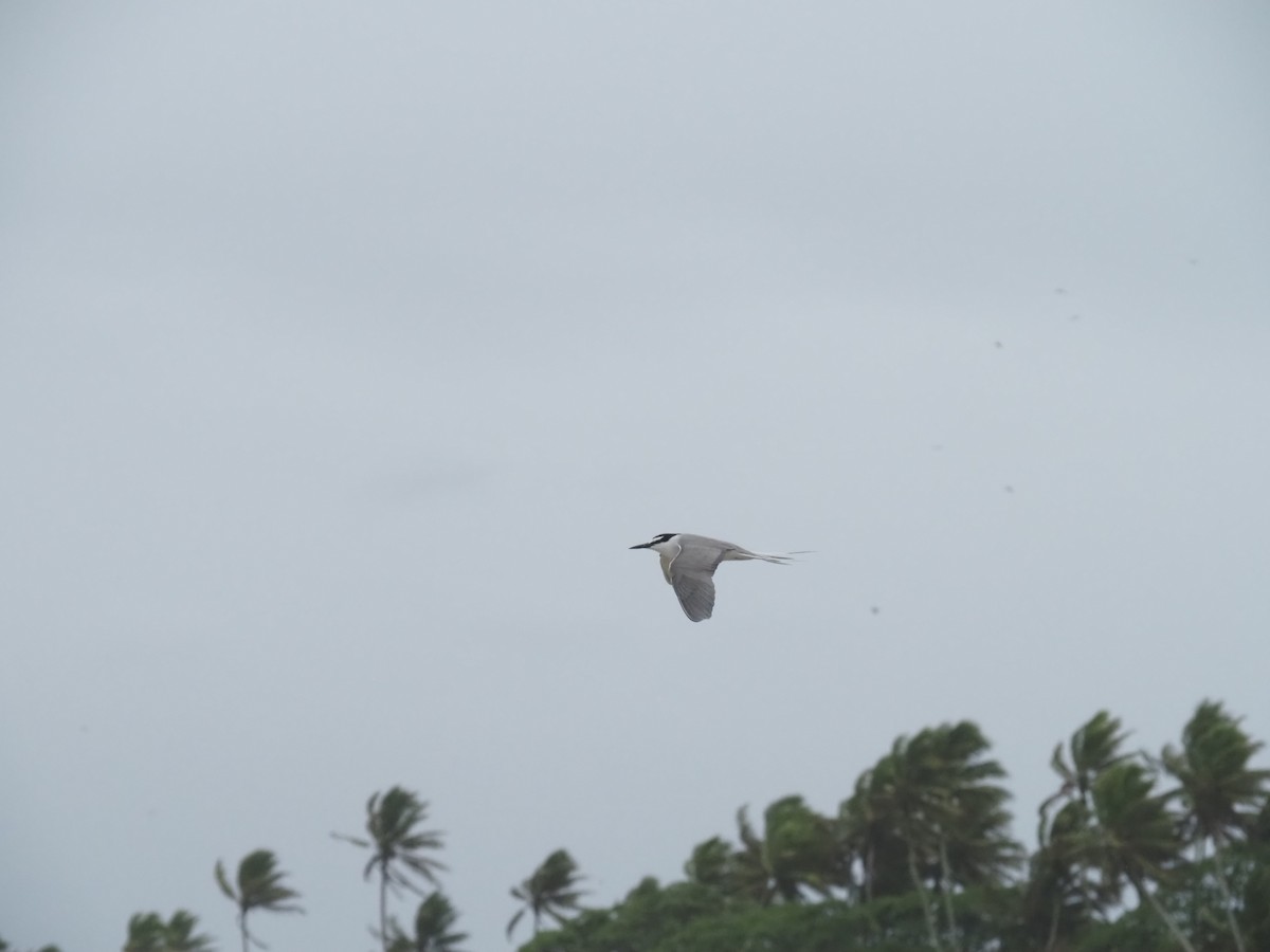 Gray-backed Tern - ML641464180