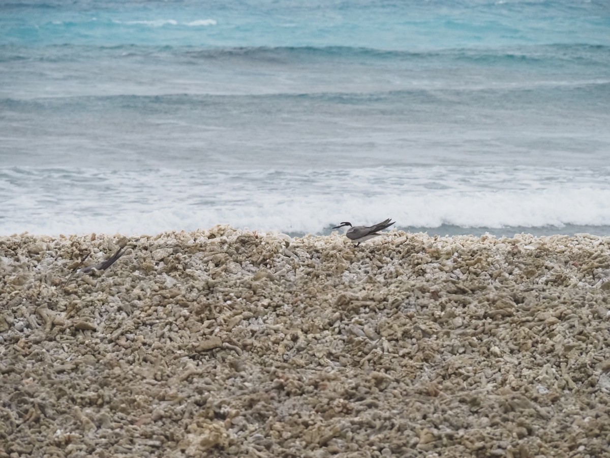 Gray-backed Tern - ML641464181