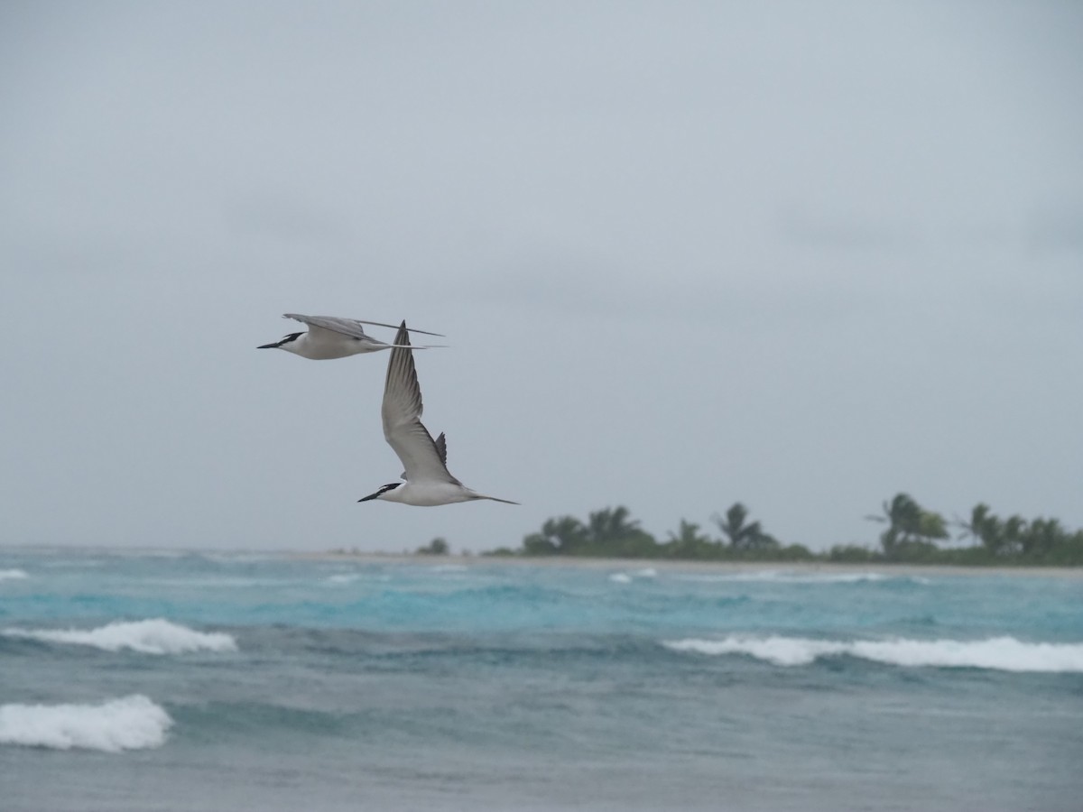 Gray-backed Tern - ML641464183