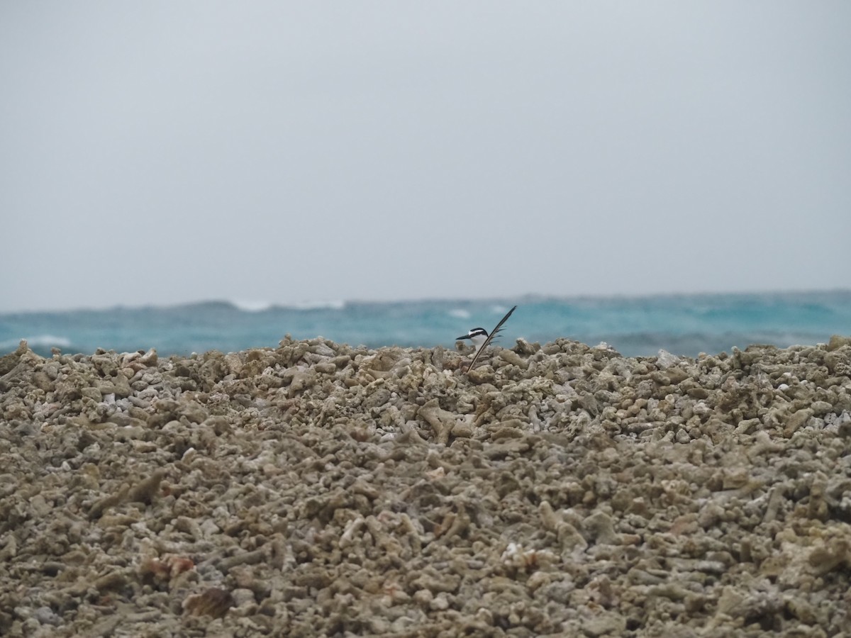 Gray-backed Tern - ML641464184