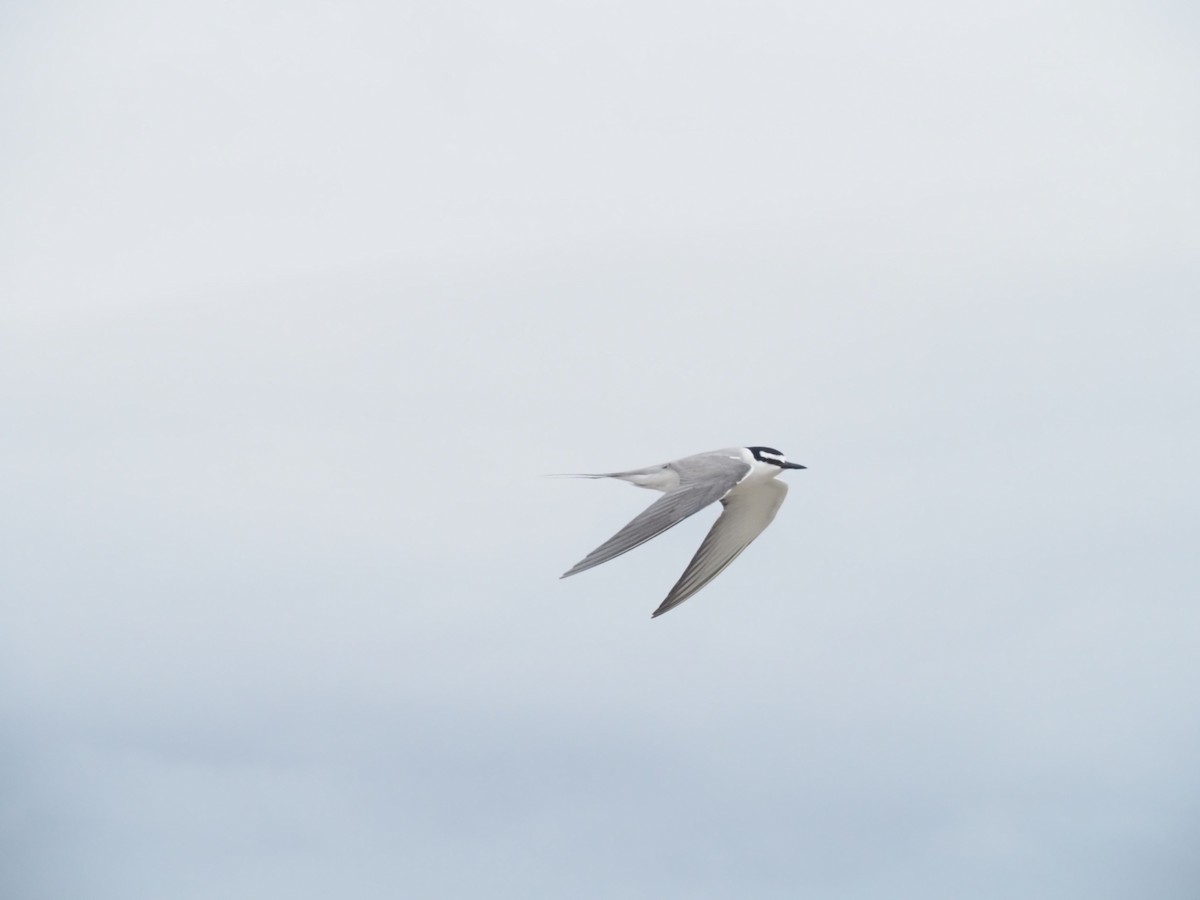 Gray-backed Tern - ML641464186